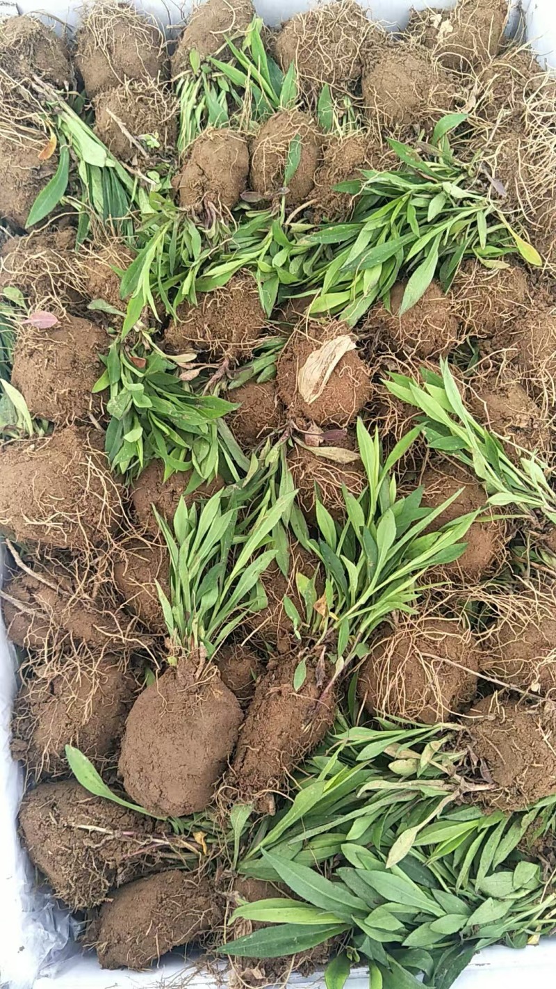 福禄考花苗甘肃基地直供品质种多包成活价格优惠