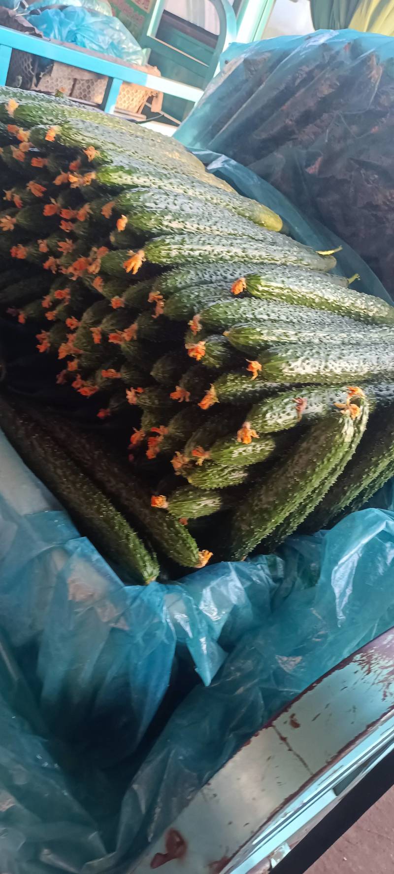 精品密刺黄瓜大量上市中，价格不高有需要老板联系，