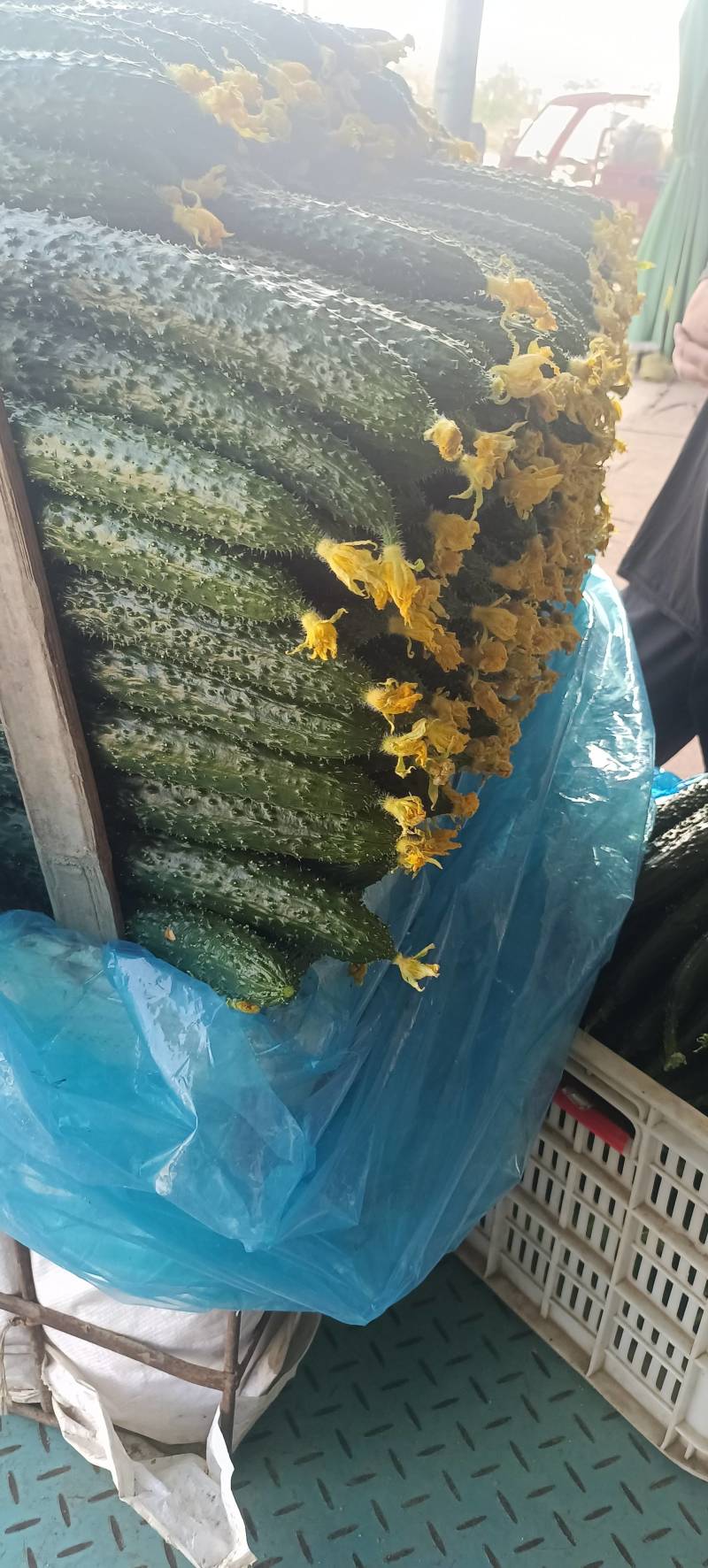 精品密刺黄瓜大量上市中，价格不高有需要老板联系，