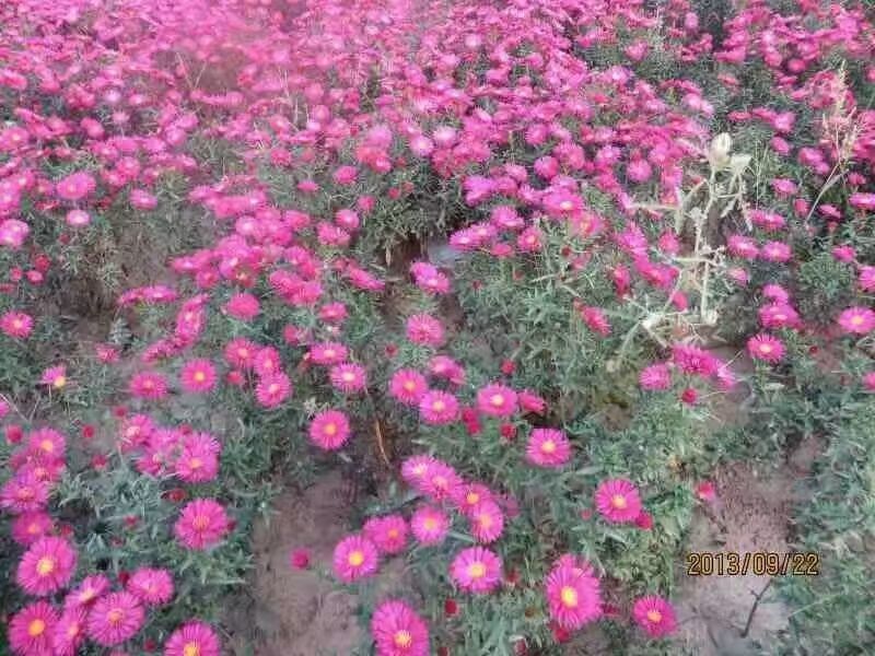 荷兰菊苗盆栽花坛室外阳台种植包成活欢迎来电
