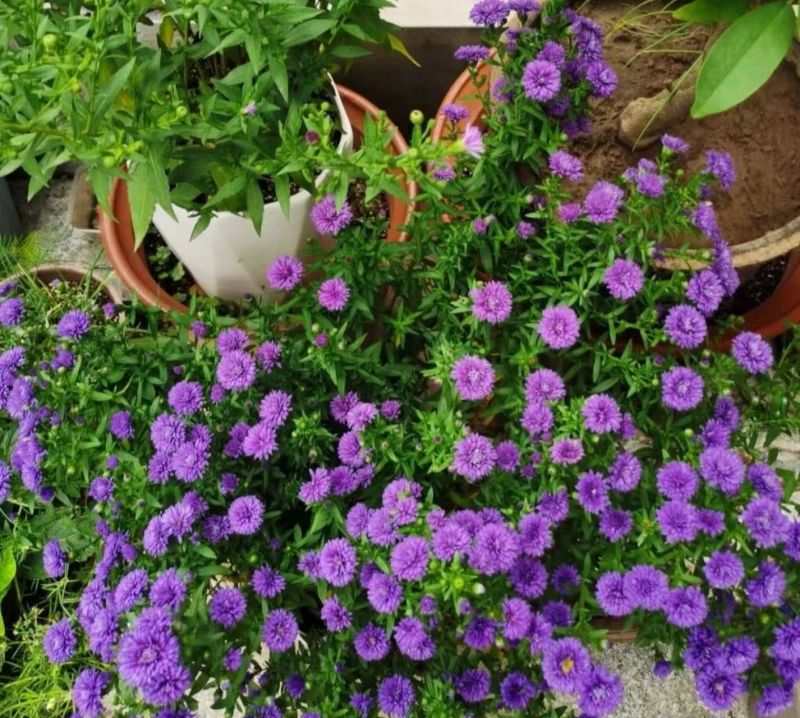 荷兰菊苗盆栽花坛室外阳台种植包成活欢迎来电