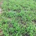 荷兰菊苗盆栽花坛室外阳台种植包成活欢迎来电