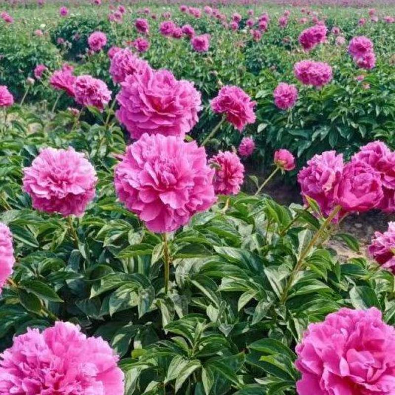 观赏重瓣芍药苗甘肃基地直供品种多包成活欢迎来电