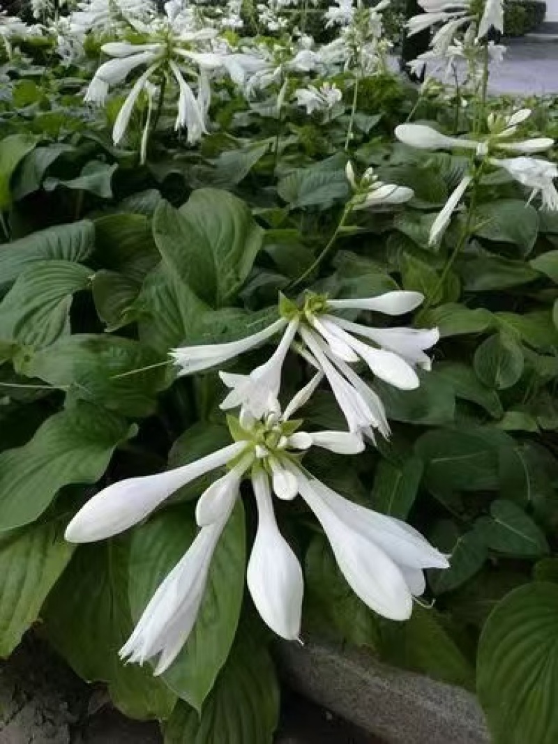 玉簪花苗品种多包成活甘肃基地直供价格优惠