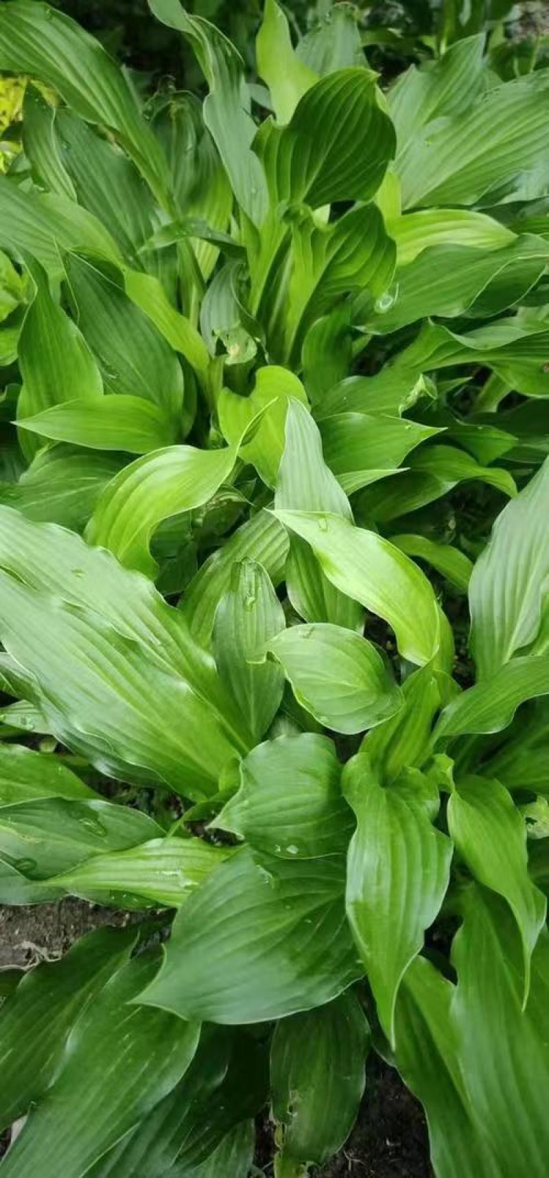 玉簪花苗品种多包成活甘肃基地直供价格优惠