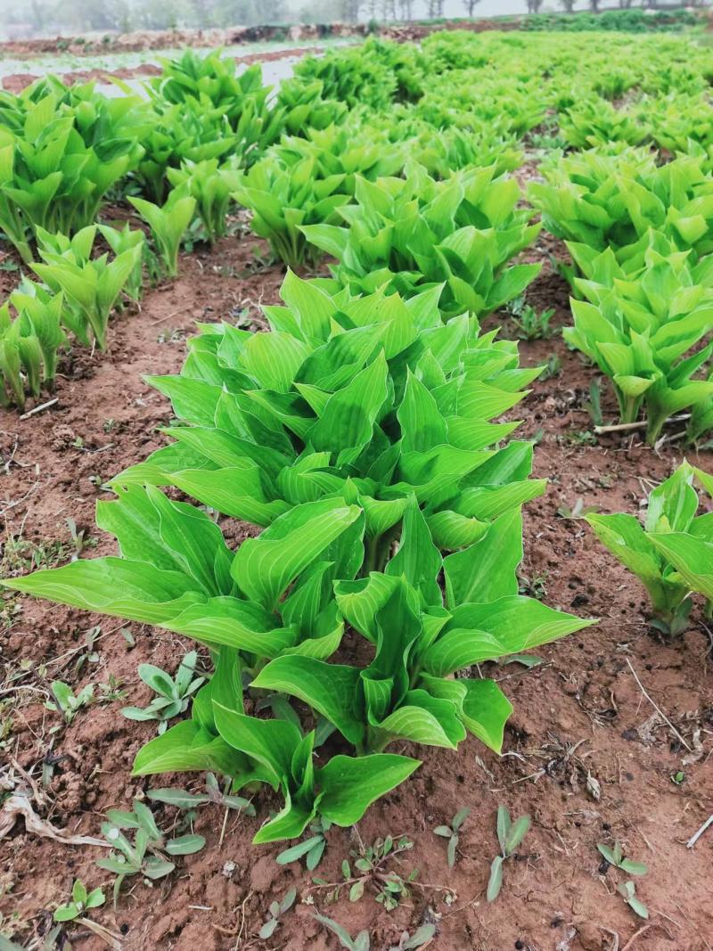 玉簪花苗品种多包成活甘肃基地直供价格优惠