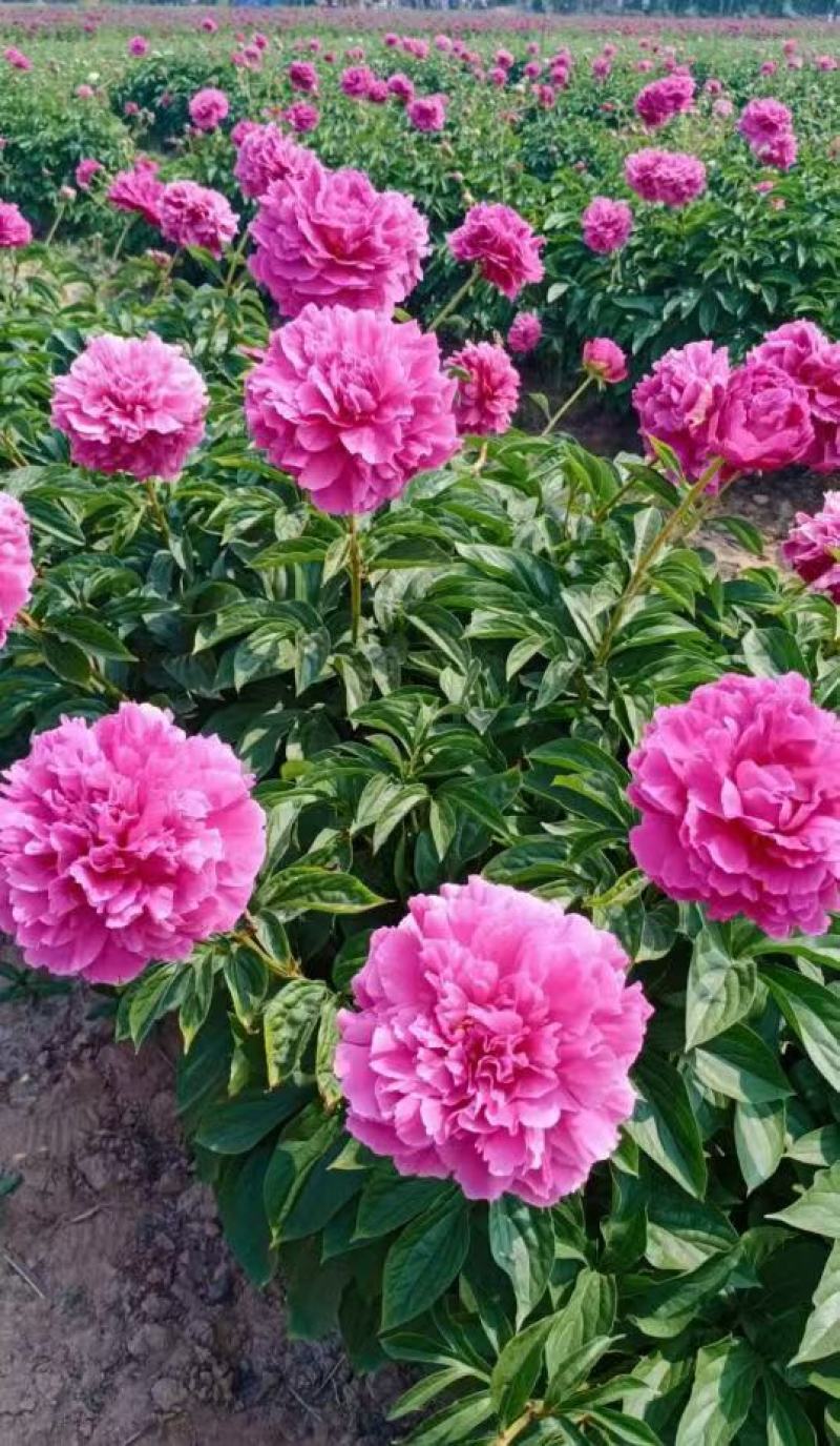 观赏重瓣芍药苗甘肃基地直供品种多包成活欢迎来电