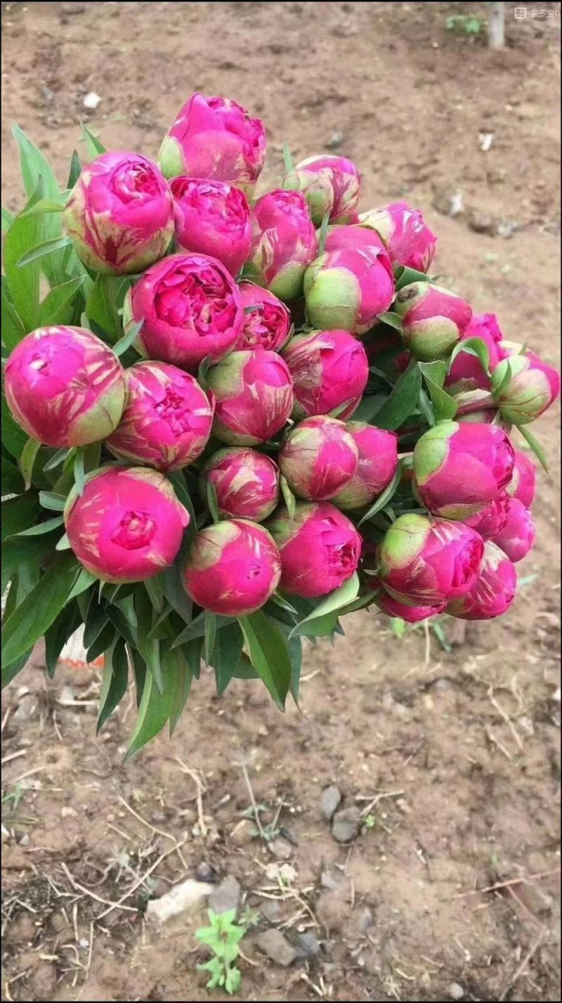 观赏重瓣芍药苗甘肃基地直供品种多包成活欢迎来电
