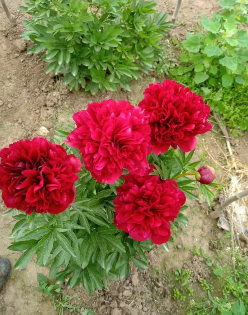 观赏重瓣芍药苗甘肃基地直供品种多包成活欢迎来电