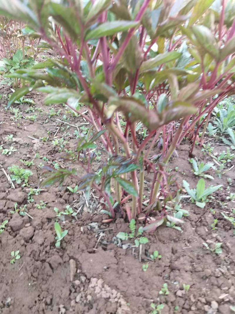 观赏重瓣芍药苗甘肃基地直供品种多包成活欢迎来电