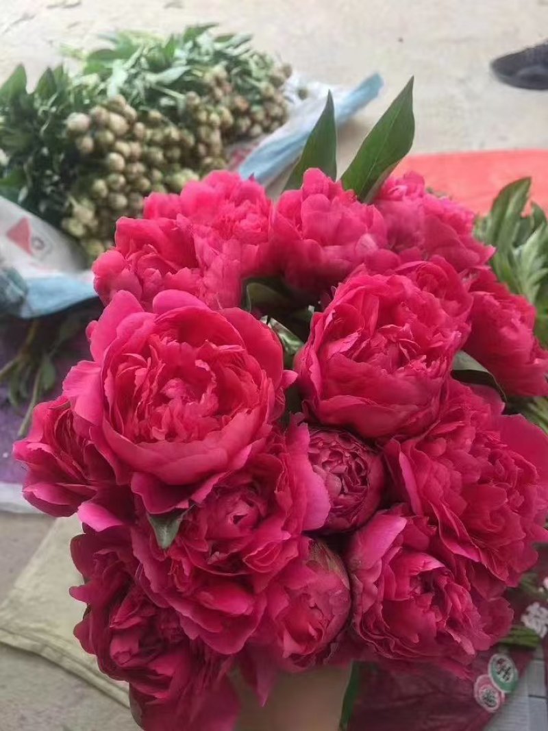 观赏重瓣芍药苗甘肃基地直供品种多包成活欢迎来电