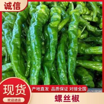 《实力》万亩温室大棚螺丝椒基地，皮薄微辣，量大从优按需打包