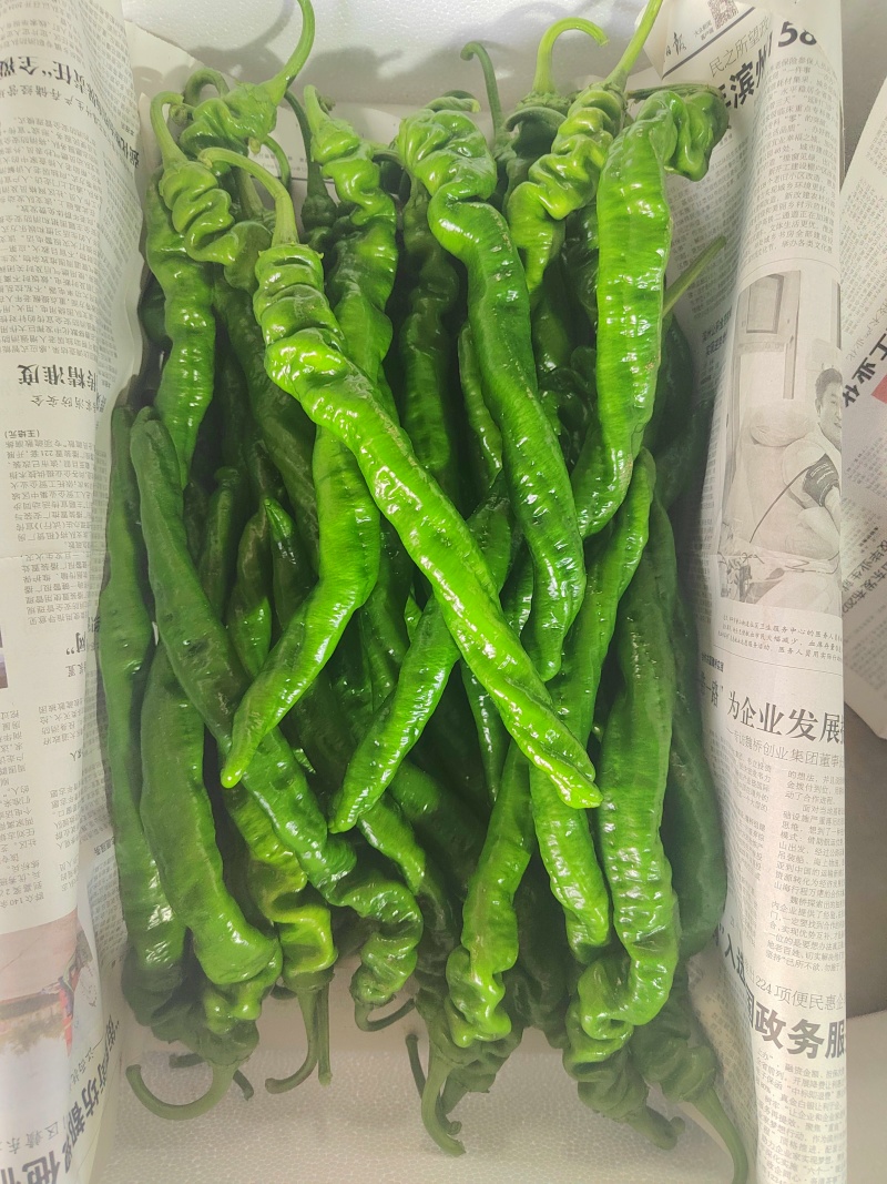 《实力》万亩温室大棚螺丝椒基地，皮薄微辣，量大从优按需打包