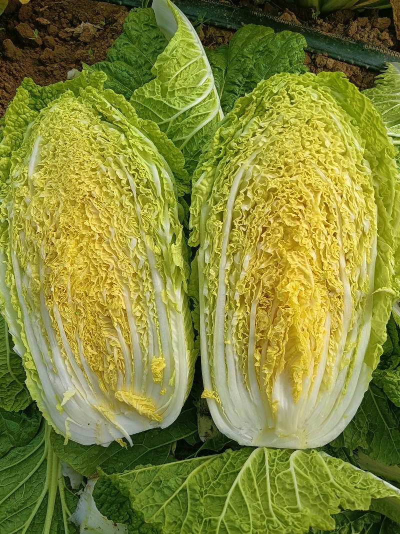 黄心白菜，品种北京3号大量上市价格不高质量好