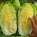 黄心白菜，品种北京3号大量上市价格不高质量好