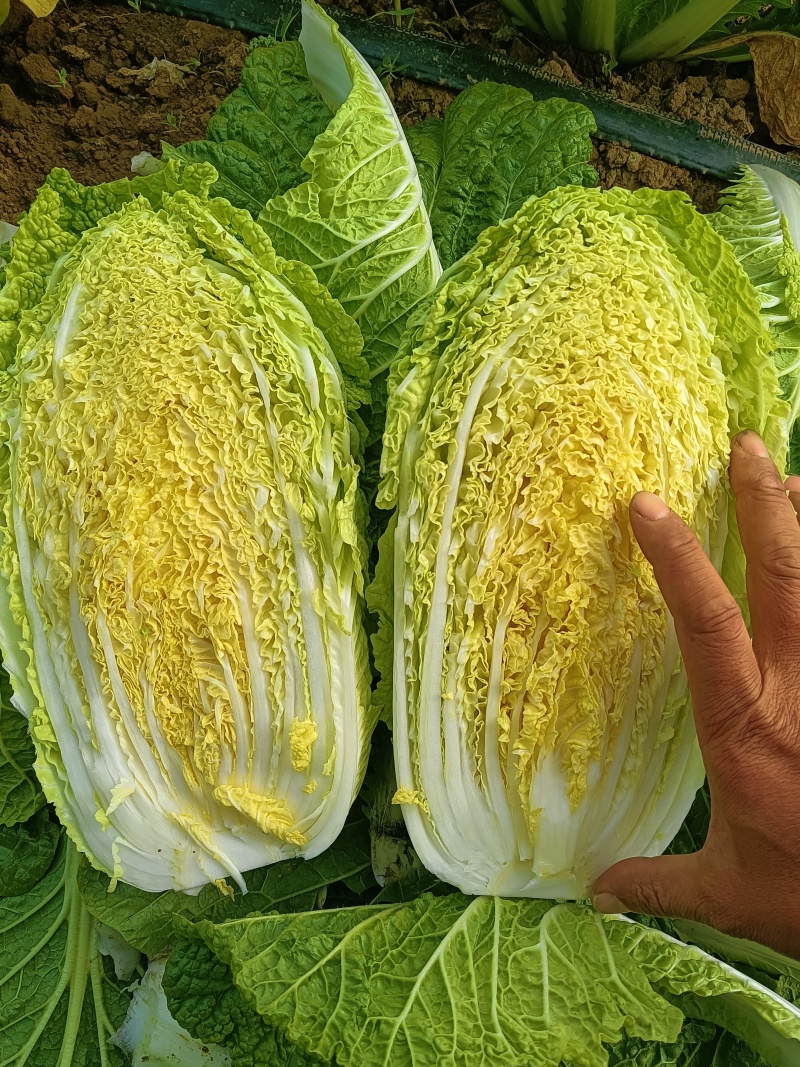 黄心白菜，品种北京3号大量上市价格不高质量好