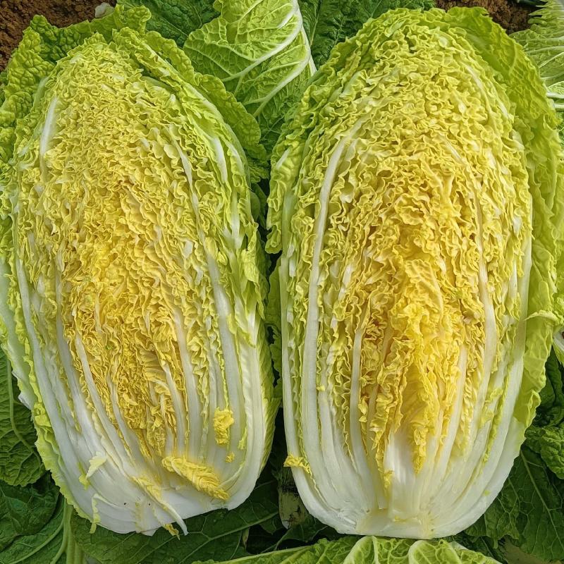 黄心白菜，品种北京3号大量上市价格不高质量好
