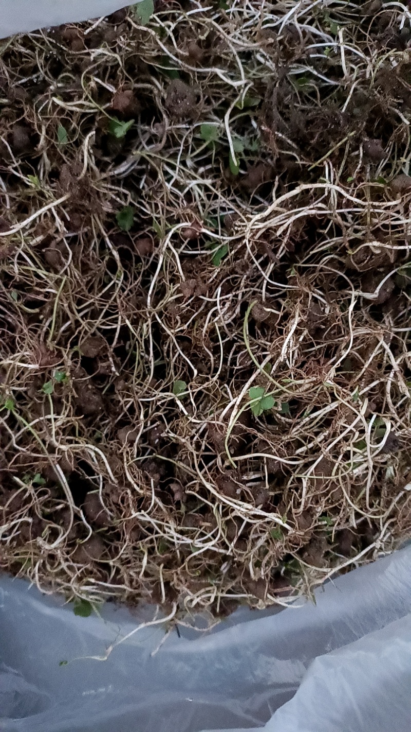 野生猫爪草种苗~猫爪草苗，产地现货