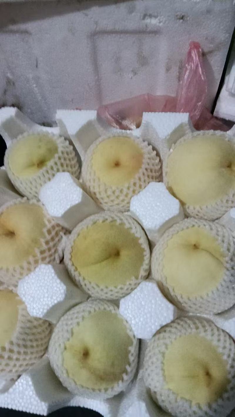 精品冬桃蜜桃上市
