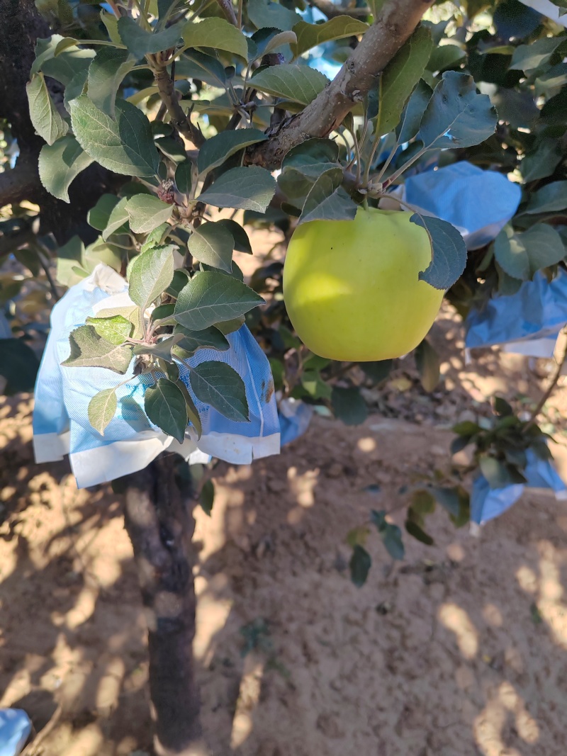 辽宁绥中瑞雪苹果，口感好，果型正，基地直发对接全国