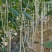 豇豆种子三尺雪帘厚肉型长70＿80厘米抗病产量高
