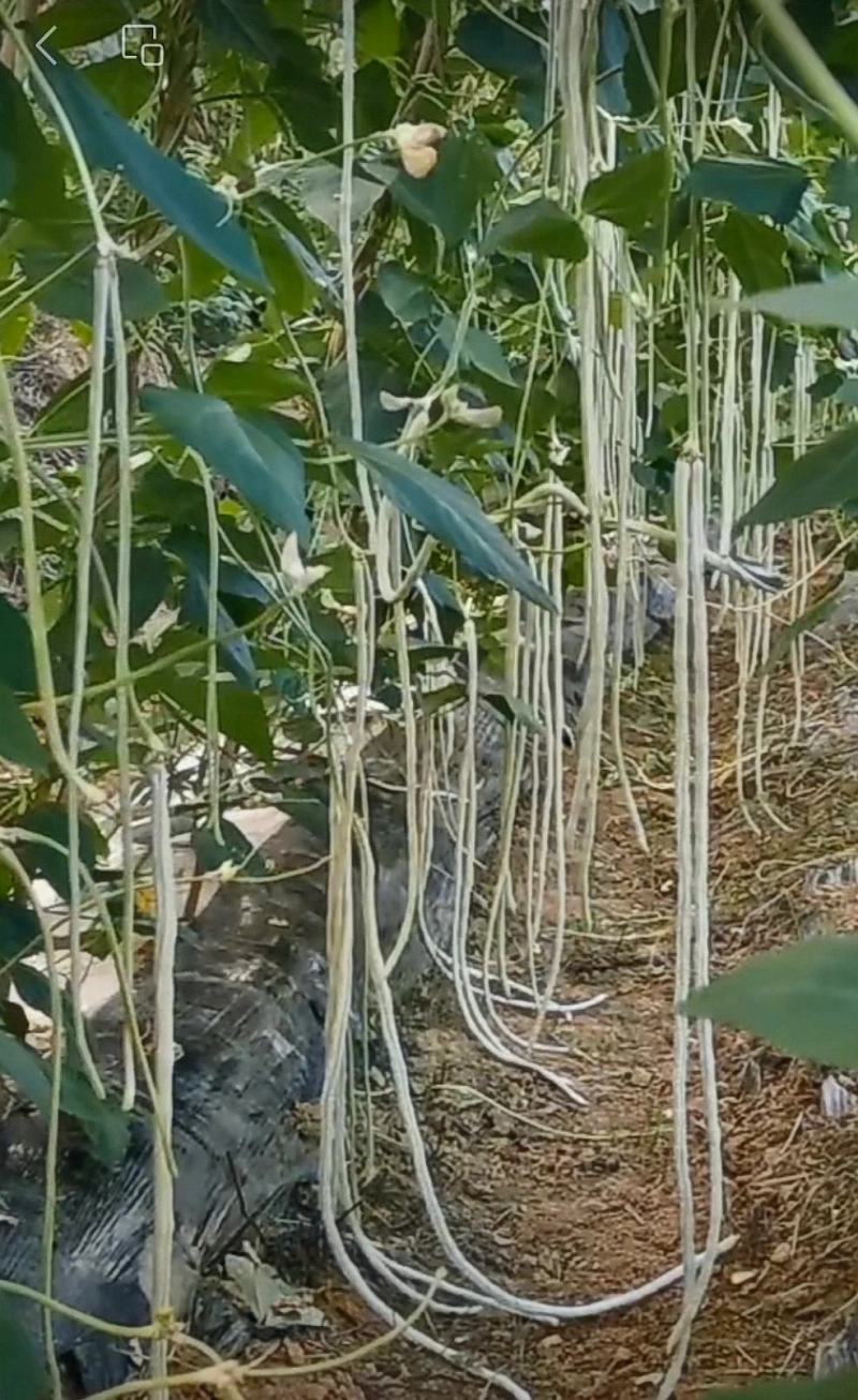 豇豆种子三尺雪帘厚肉型长70＿80厘米抗病产量高