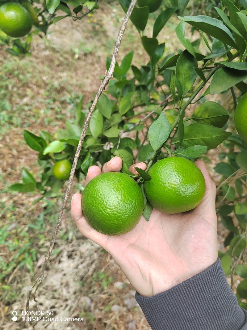 皇帝柑带叶市场开始上市