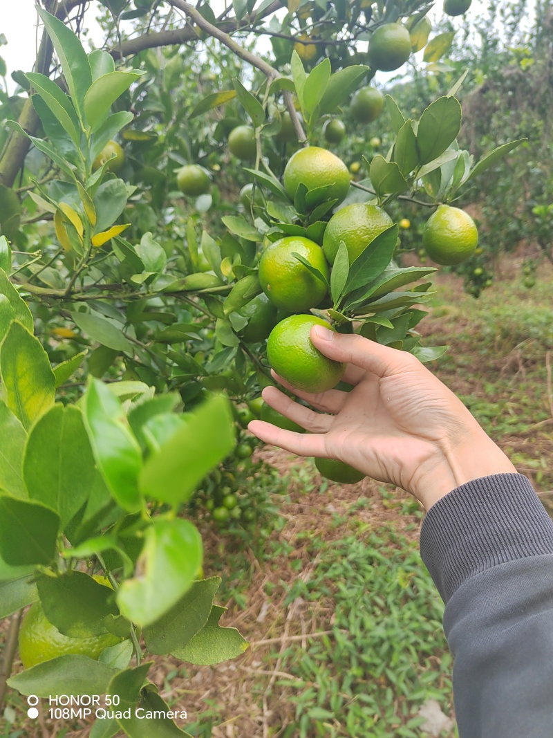 皇帝柑带叶市场开始上市