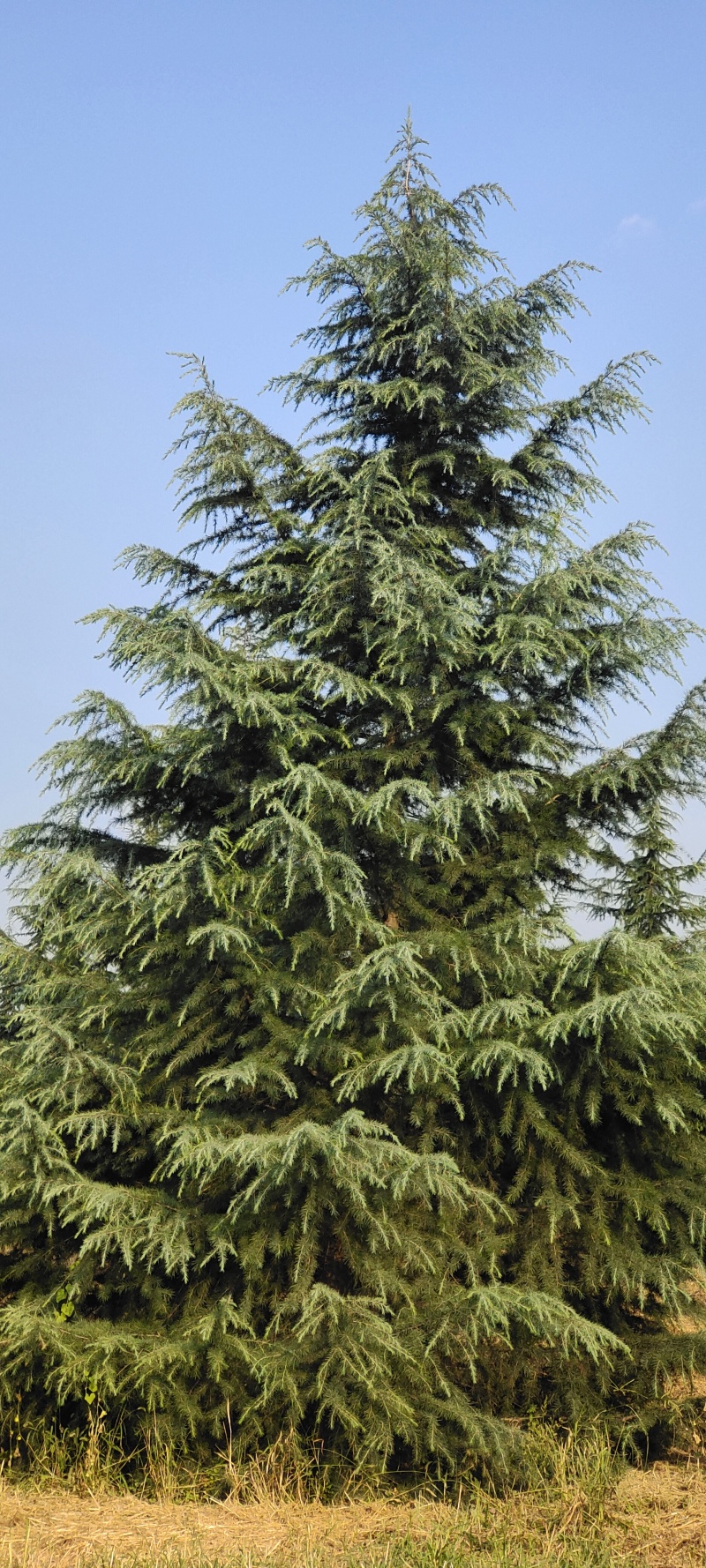 松树陕西雪松，八到十米，规格齐全，现挖现卖，保证质量