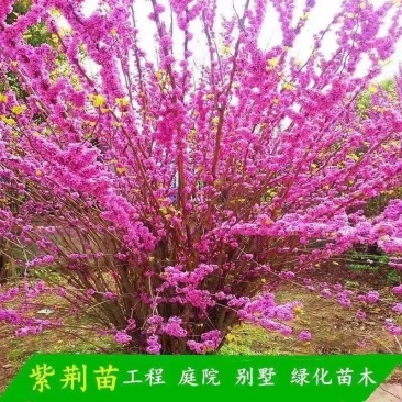 丛生紫荆绿化工程用苗庭院种植苗丛生紫荆3-20分枝