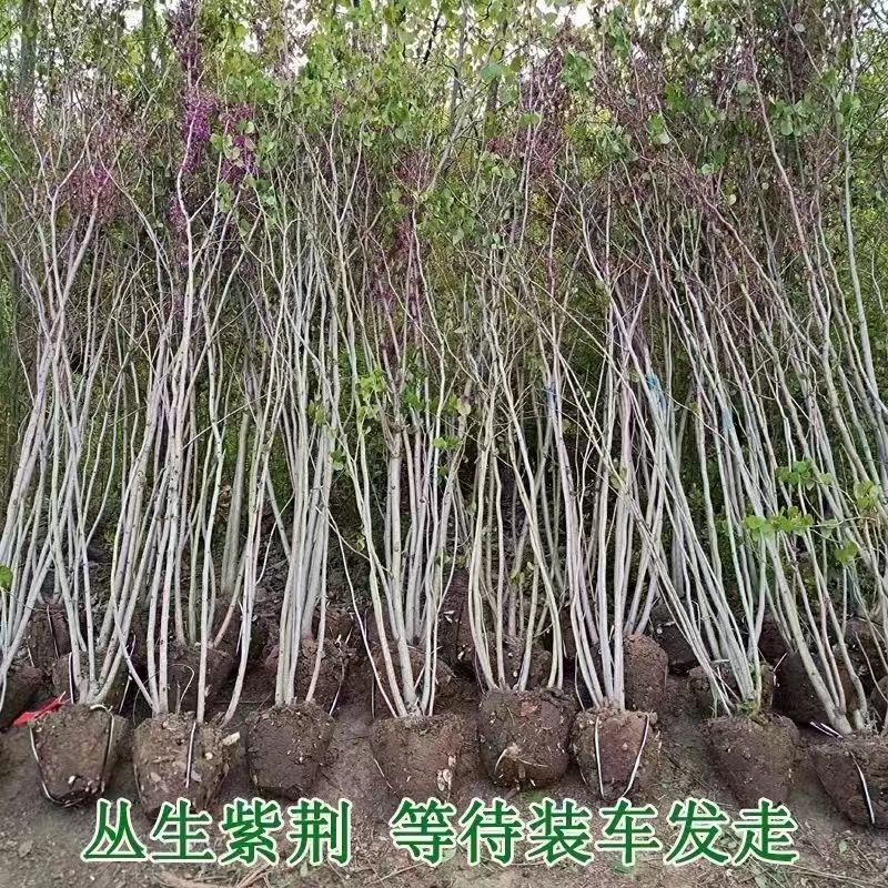 丛生紫荆绿化工程用苗庭院种植苗丛生紫荆3-20分枝