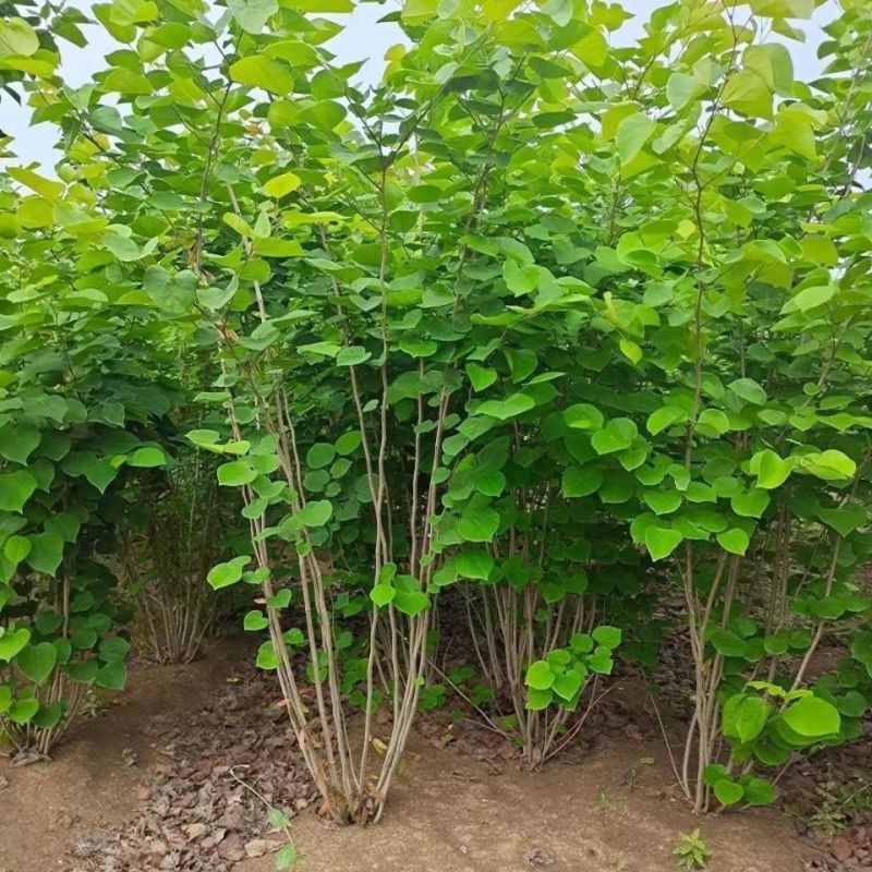 丛生紫荆绿化工程用苗庭院种植苗丛生紫荆3-20分枝