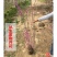 丛生紫荆绿化工程用苗庭院种植苗丛生紫荆3-20分枝