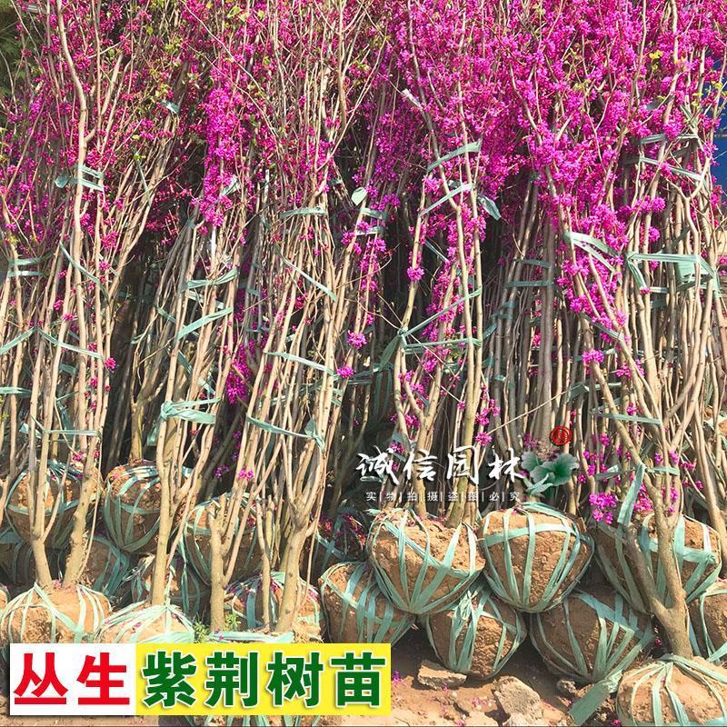 丛生紫荆绿化工程用苗庭院种植苗丛生紫荆3-20分枝