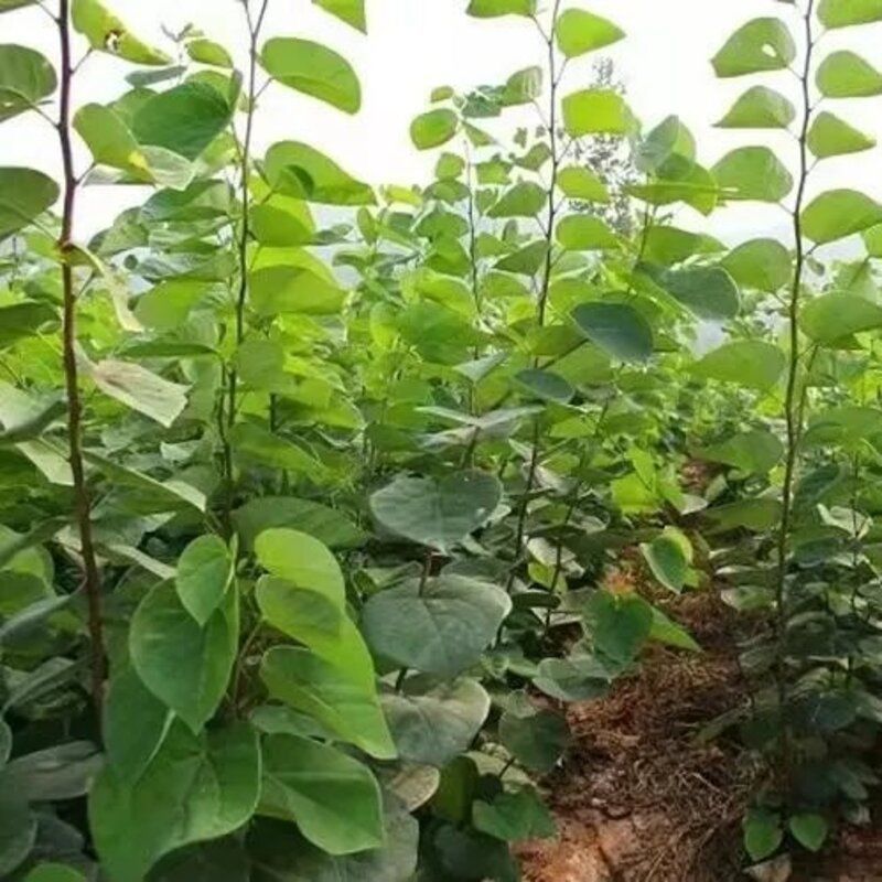 丛生紫荆绿化工程用苗庭院种植苗丛生紫荆3-20分枝