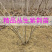 丛生紫荆绿化工程用苗庭院种植苗丛生紫荆3-20分枝