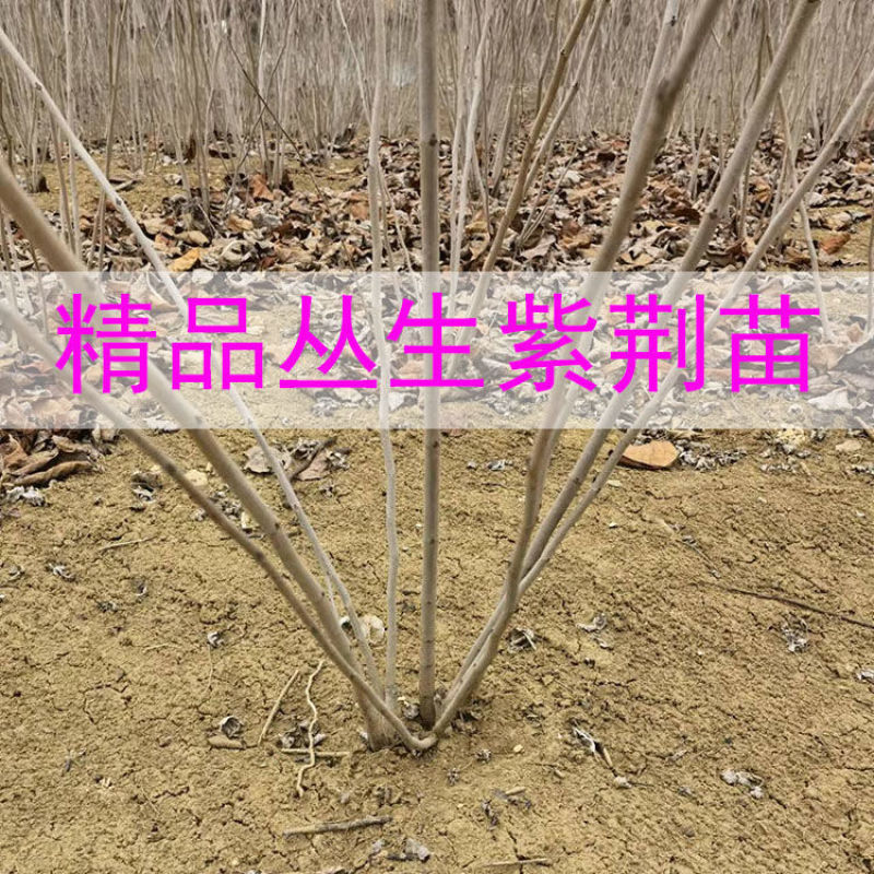 丛生紫荆绿化工程用苗庭院种植苗丛生紫荆3-20分枝