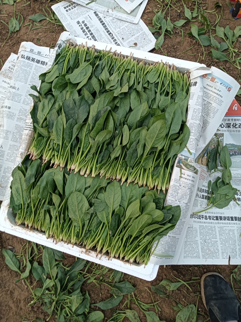 单县菠菜，基地供应，代发全国，质量保证……