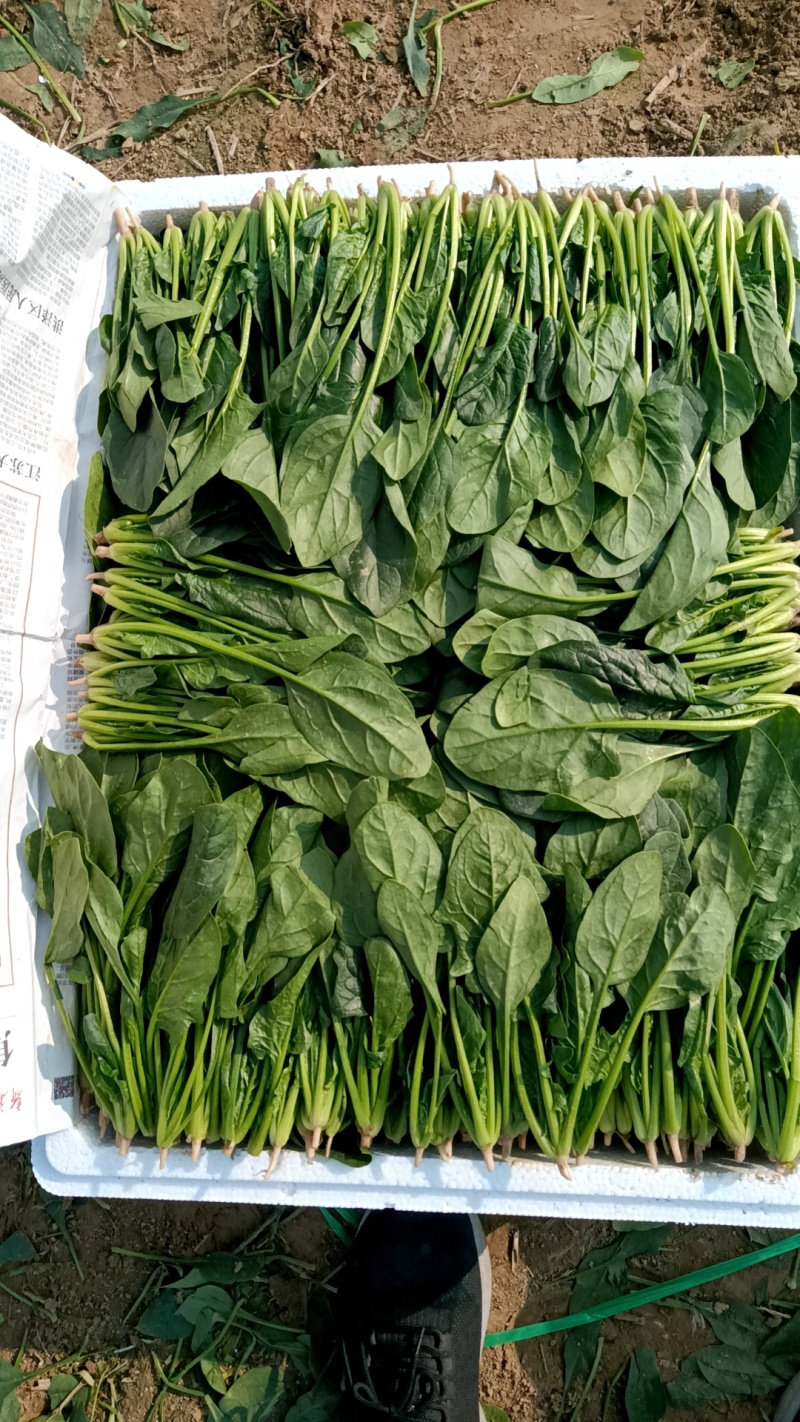 单县菠菜，基地供应，代发全国，质量保证……