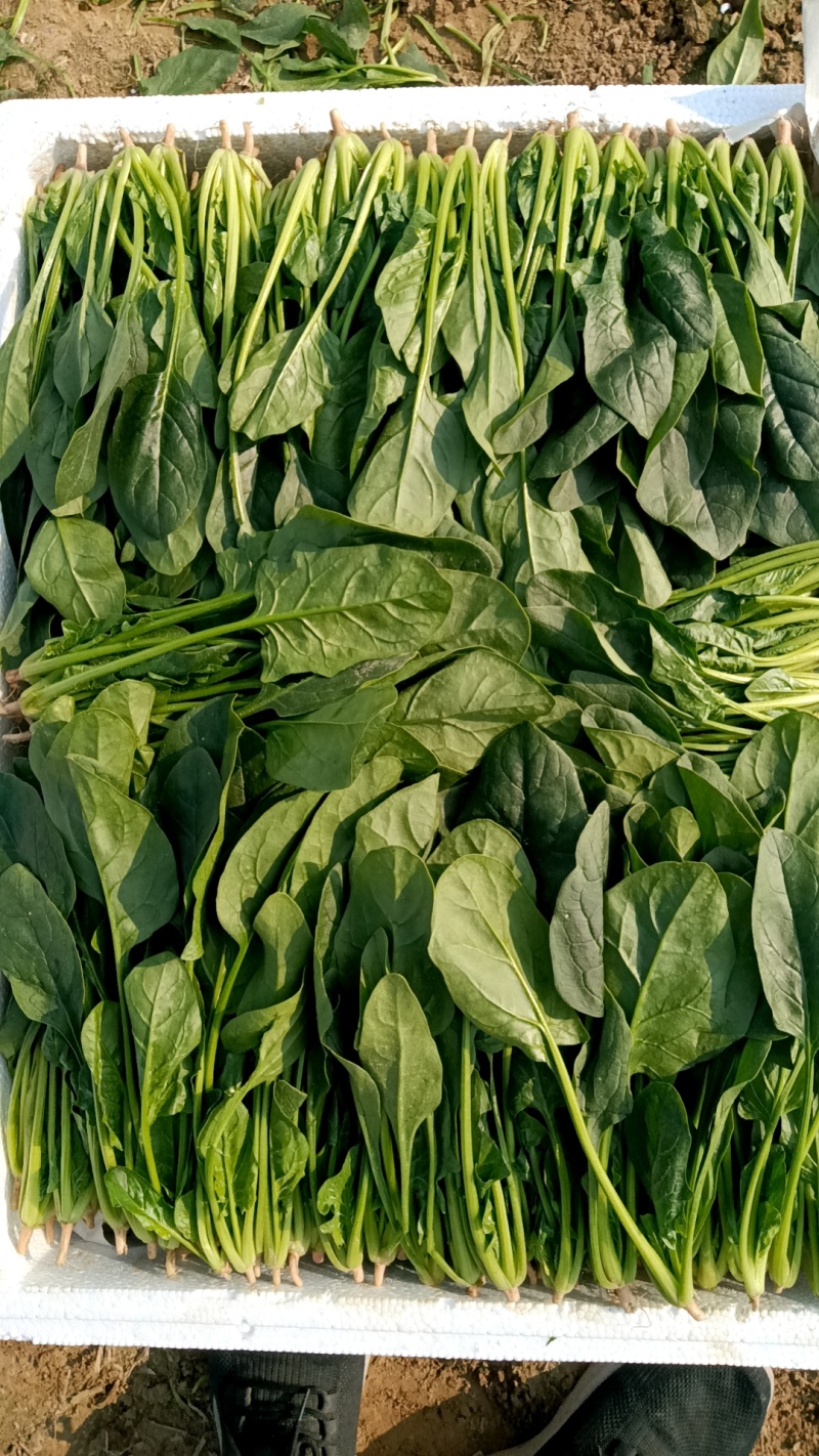 单县菠菜，基地供应，代发全国，质量保证……