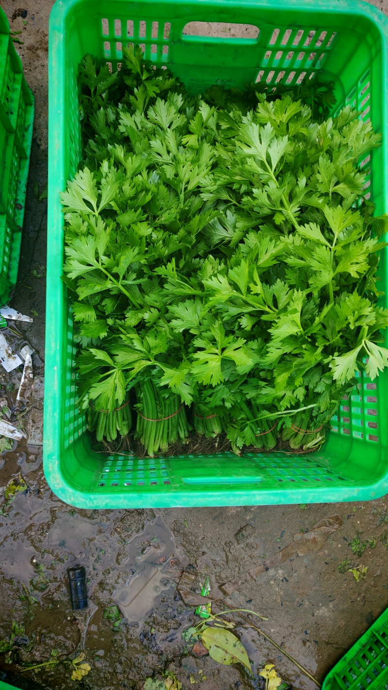 蔬菜严选！！！产地现采现发，视频看货，质量指数四颗星