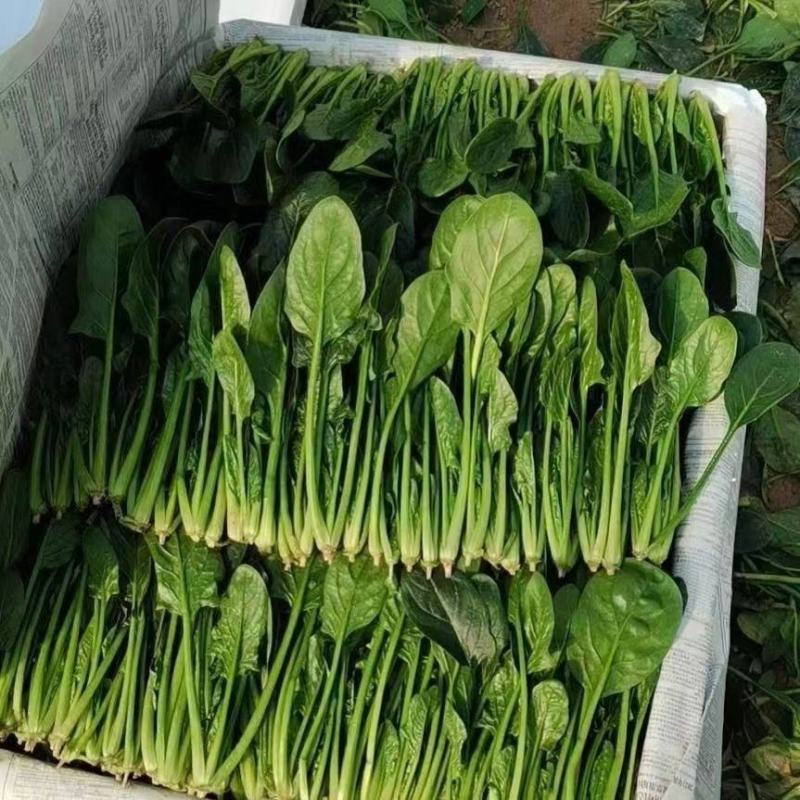 精品菠菜