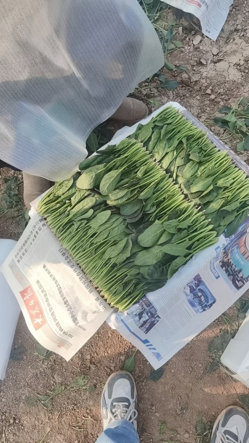 精品菠菜
