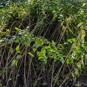 华北连翘，垂枝连翘，红叶连翘多分枝连翘各10万棵