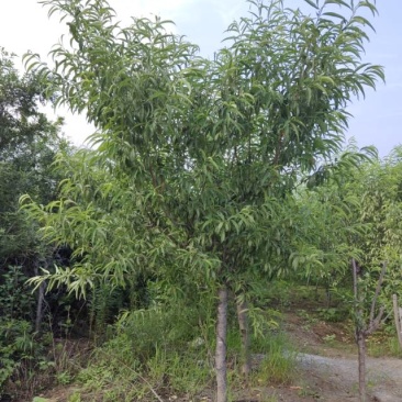 4公分占地桃树