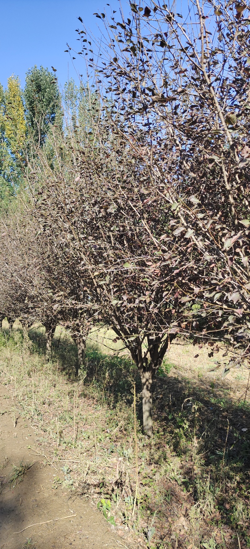 美人梅，十到十五公分，树形优美，欢迎前来选购