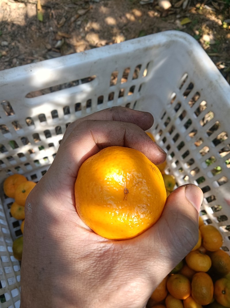 南丰蜜橘