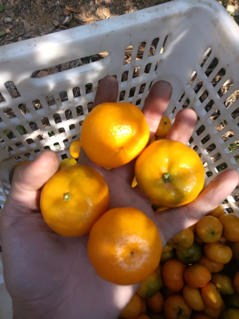 南丰蜜橘