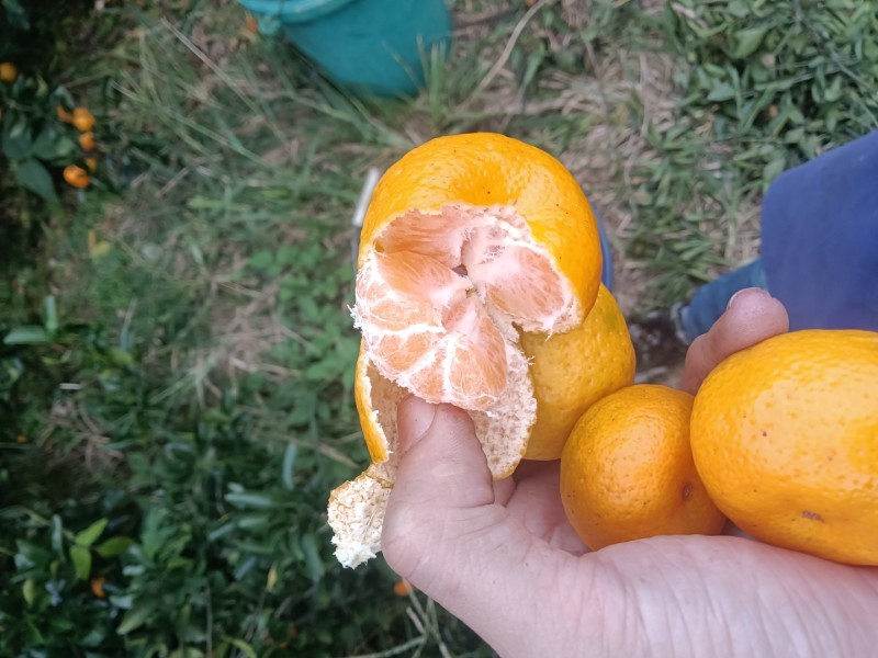 南丰蜜橘