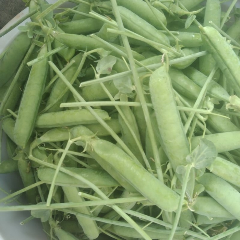 长寿人碗豆